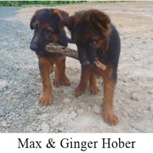Max & Ginger Hober