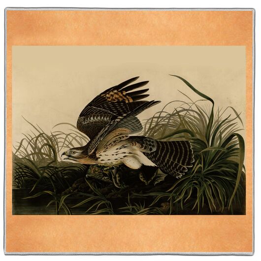 {[en]:Winter Hawk - Audubon Pocket Square