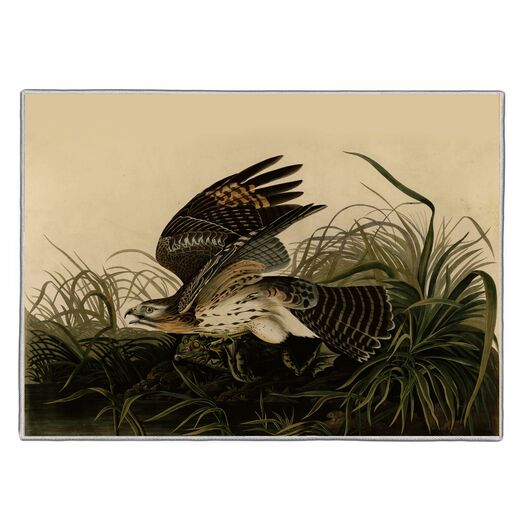 {[en]:Winter Hawk - Audubon Pocket Rectangle