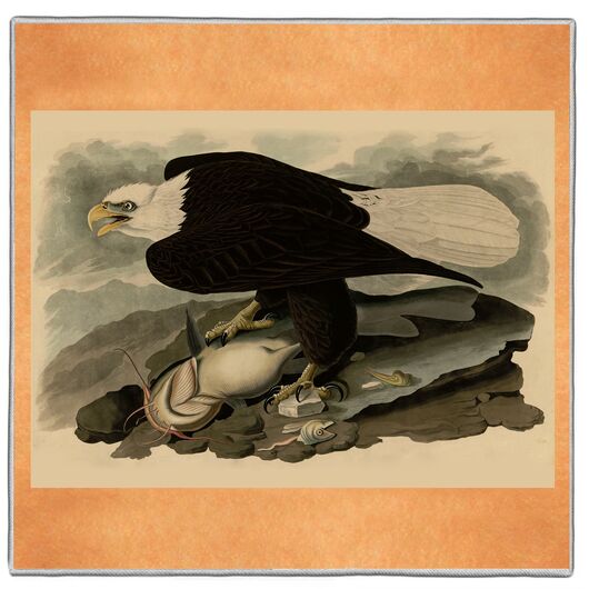 {[en]:White Headed Eagle - Audubon Pocket Square